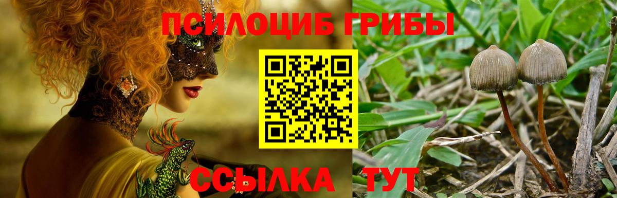 Павлово  закладка  Вход с VPN  Псилоцибиновые грибы MAGIC MUSHROOMS 